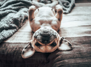 Close-up portrait of a dog laying on back looking relaxed