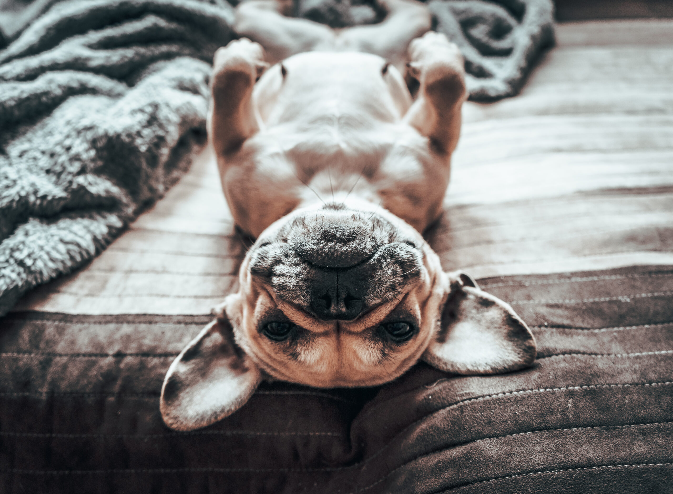 Close-up portrait of a dog laying on back looking relaxed
