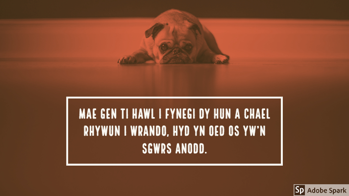 Llun o gi bwlgwn Ffrengig yn gorwedd gyda'i wyneb yn gorffwys ar y llawr gyda golwg drist. Gyda lliw coch ar y llun. Mae'r capsiwn oddi tano yn dweud: "Mae gen ti hawl i fynegi dy hun a chael rhywun i wrando, hyd yn oed os yw'n sgwrs anodd"