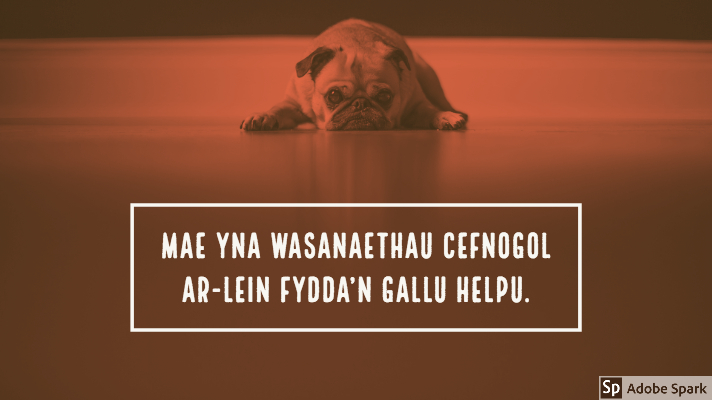 Llun o gi bwlgwn Ffrengig yn gorwedd gyda'i wyneb yn gorffwys ar y llawr gyda golwg drist. Gyda lliw coch ar y llun. Mae'r capsiwn oddi tano yn dweud: "Mae yna wasanaethau cefnogol ar-lein fydda'n gallu helpu"
