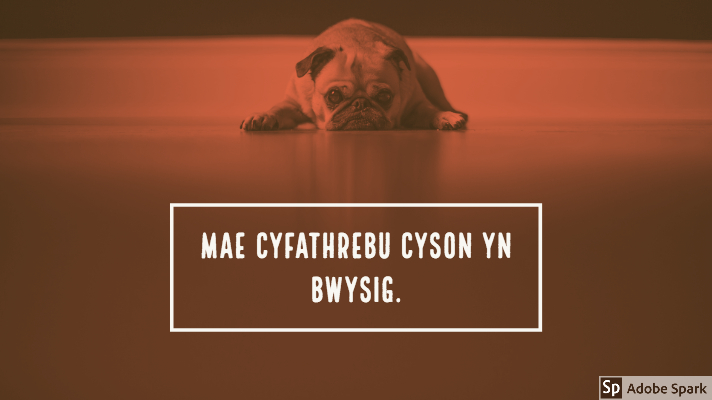 Llun o gi bwlgwn Ffrengig yn gorwedd gyda'i wyneb yn gorffwys ar y llawr gyda golwg drist. Gyda lliw coch ar y llun. Mae'r capsiwn oddi tano yn dweud: "Mae cyfathrebu cyson yn bwysig"