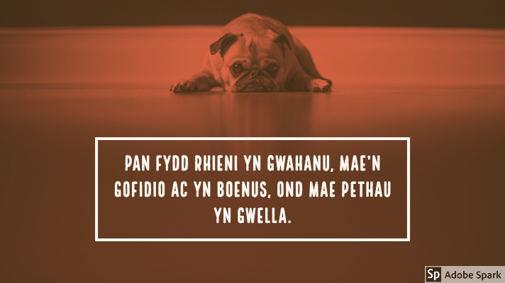 Llun o gi bwlgwn Ffrengig yn gorwedd gyda'i wyneb yn gorffwys ar y llawr gyda golwg drist. Gyda lliw coch ar y llun. Mae'r capsiwn oddi tano yn dweud: "Pan fydd rhieni'n gwahanu, mae'n gofidio ac yn boenus, ond mae pethau yn gwella"

