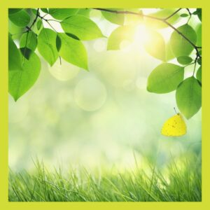 Green leaves, grass and butterfly with sun peeking through leaves