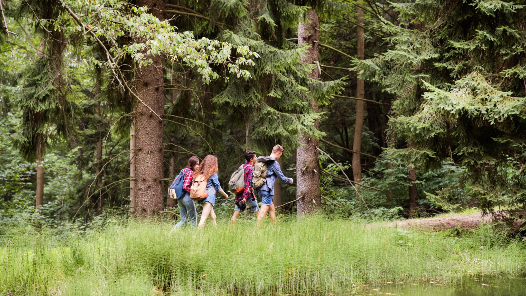 Four people walking in the woods