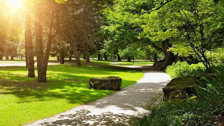 Shady trees in a green park