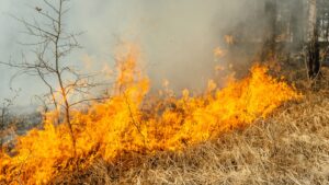 Wildfire in grass