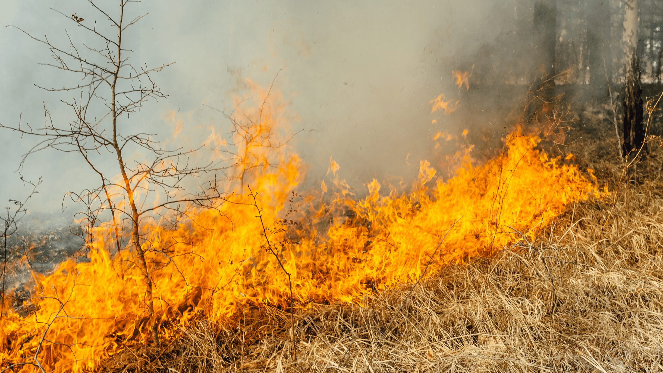 Wildfire in grass