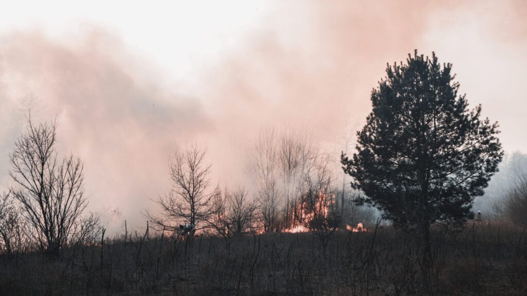 Wildfire and smoke above trees