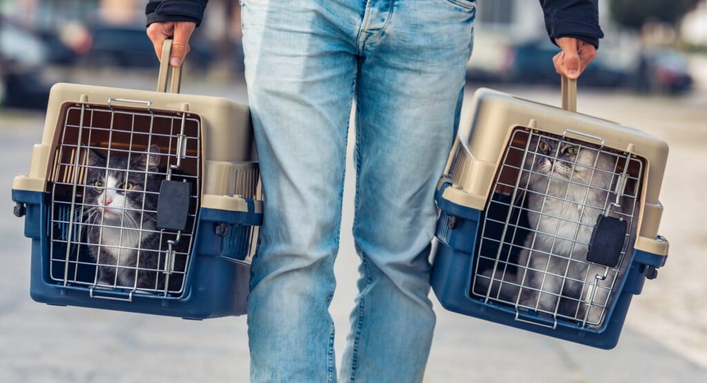 Man transporting two cats in a plastic cage or pet travel carrier